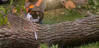 Best Stump Grinding and Removal  in Frederickson, WA