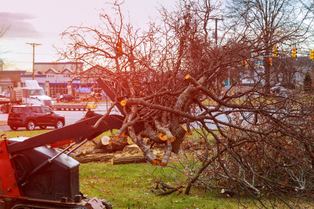 How Our Tree Care Process Works  in  Frederickson, WA